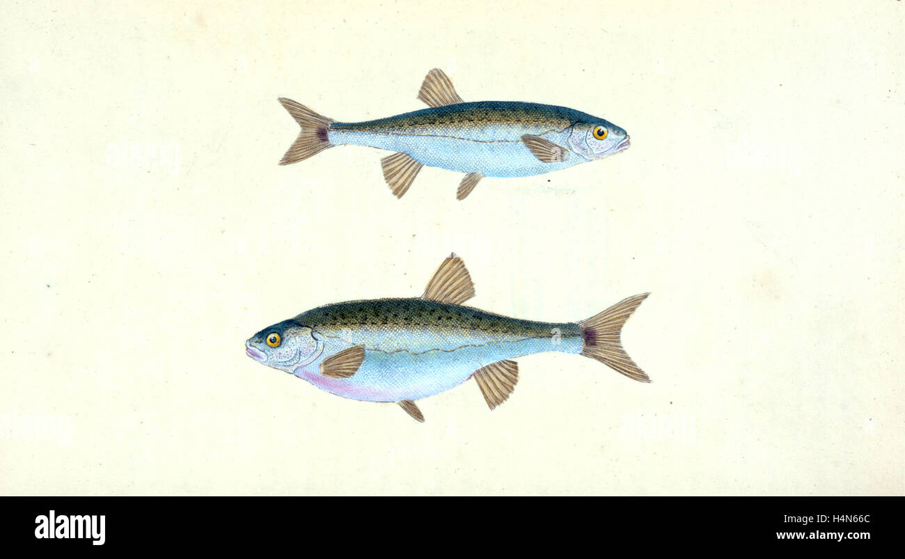 Sole, Pleuronectes Solea, 1804, British fishes, Donovan, E. (Edward), 1768-1837, (Author) Stock Photo