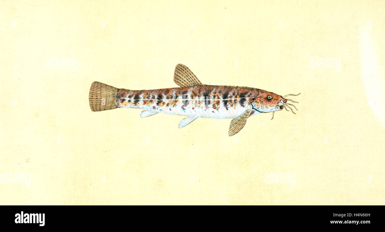 Loche, Cobitis Barbatula, British fishes, Donovan, E. (Edward), 1768-1837, (Author) Stock Photo