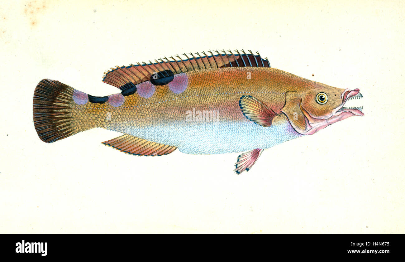 Whiff, Pleuronectes megastoma, 1804, British fishes, Donovan, E. (Edward), 1768-1837, (Author) Stock Photo