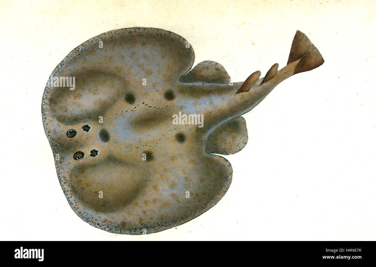 Lesser Spotted Dog-fish, Squalus Catulus, 1804, British fishes, Donovan, E. (Edward), 1768-1837, (Author) Stock Photo