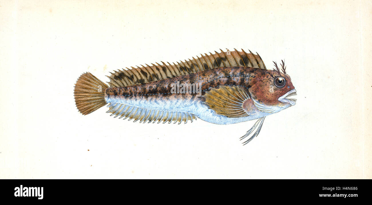Gattorugine Blenny, Blennius Gattorugine, British fishes, Donovan, E. (Edward), 1768-1837, (Author) Stock Photo