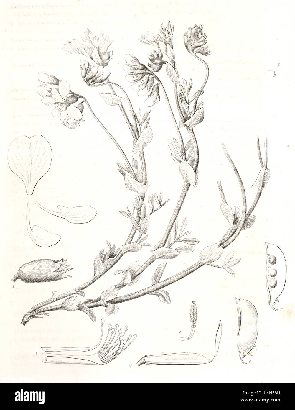 Orobus littoralis, 1. Vexillum, wing, and a keel petal, 2. Calyx, 3