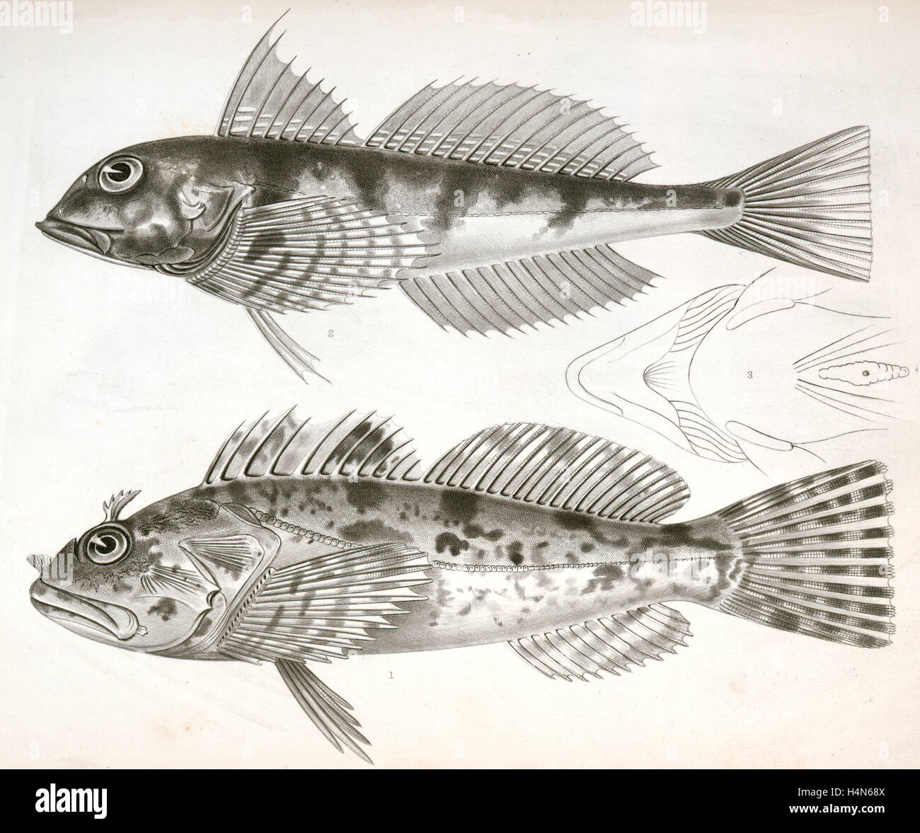Fishes, Suckley, George 1830-1869, Cooper, J. G. James Graham 1830-1902 Stock Photo