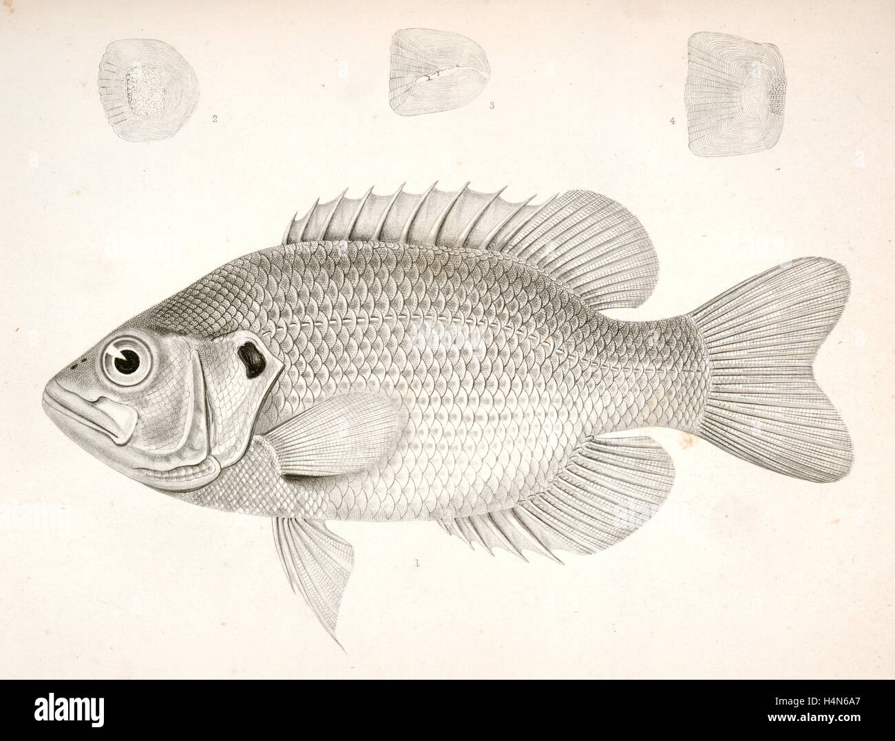 Ambloplites aeneus, Black Bass, &amp;c., Suckley, George 1830-1869, Cooper, J. G. James Graham 1830-1902 Stock Photo