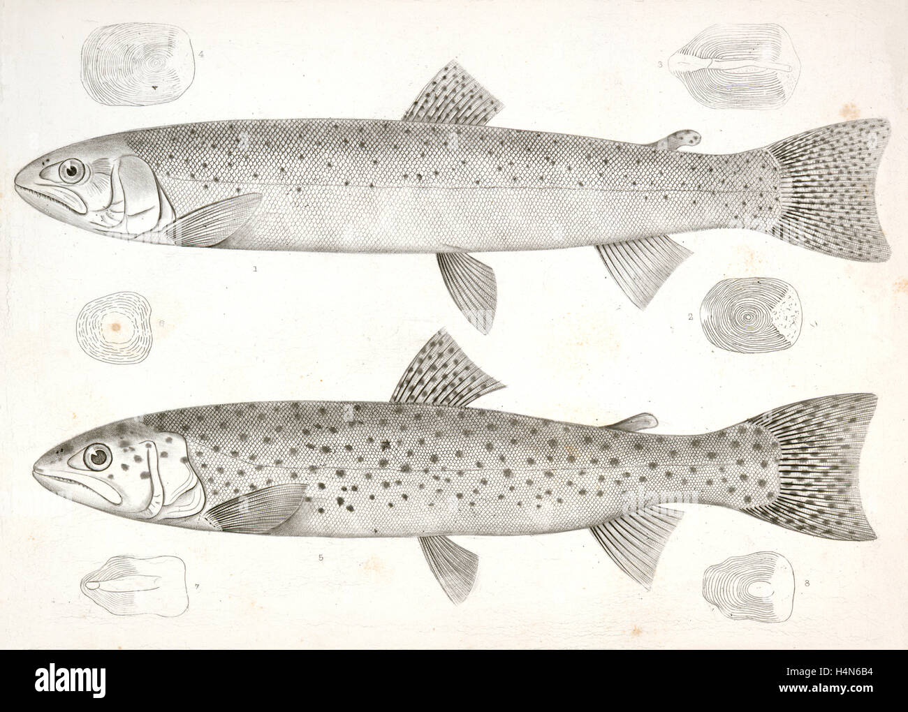 1-4. Salmo gibbsii, Gibbs' Salmon Trout; 5-8. Salmo stellatus, Star-spotted Brook Trout., Suckley, George 1830-1869 Stock Photo