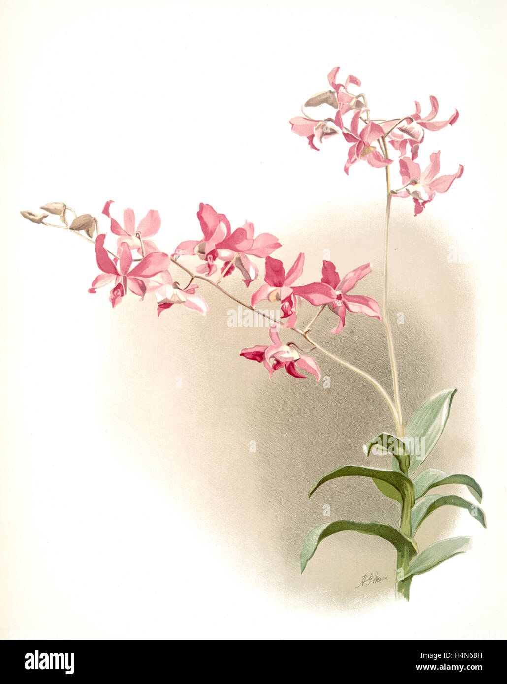 Dendrobium superbum, Sander, F. (Frederick), 1847-1920, Mansell, Joseph, Lithographer, Moon, H. G Stock Photo