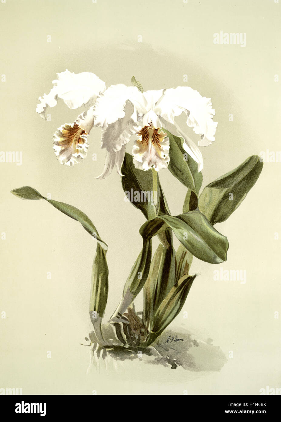 Cattleya mossiae var reineckiana, Sander, F. (Frederick), 1847-1920, Mansell, Joseph, Lithographer, Moon, H. G Stock Photo