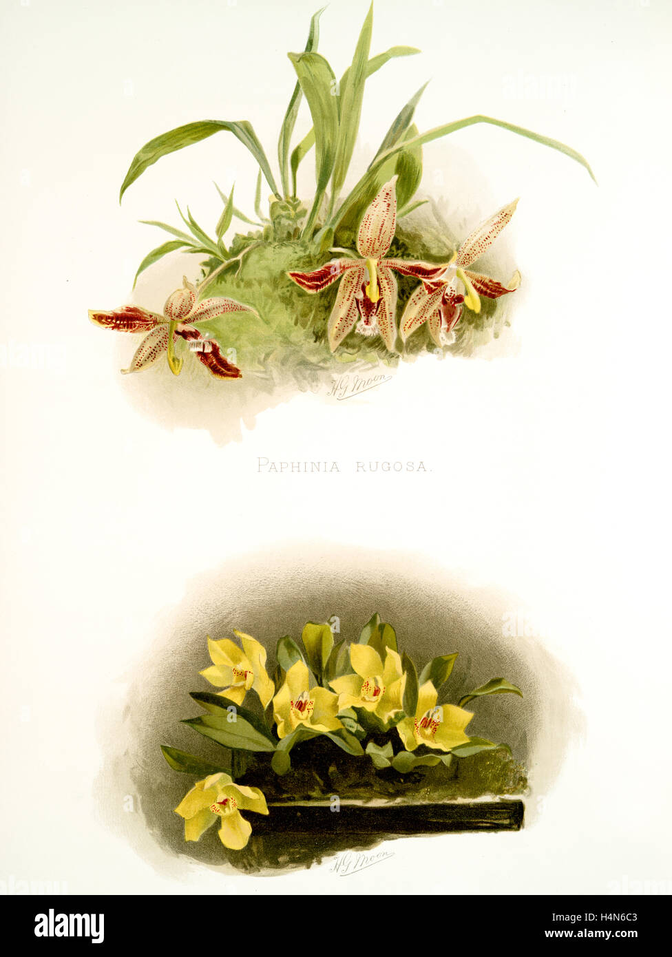 Paphinia rugosa; Zygopetalum xanthinum, Sander, F. (Frederick), 1847-1920, Author, Moon, H. G, Artist, Leutzsch, Gustav Stock Photo