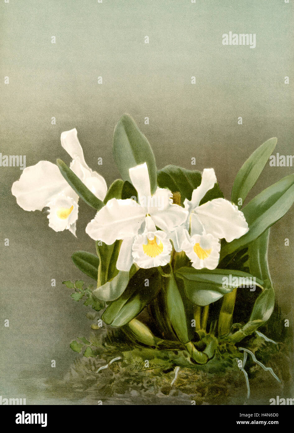 Cattleya trianae alba, Sander, F. (Frederick), 1847-1920, Author, Moon, H. G, Artist, Leutzsch, Gustav, Lithographer Stock Photo