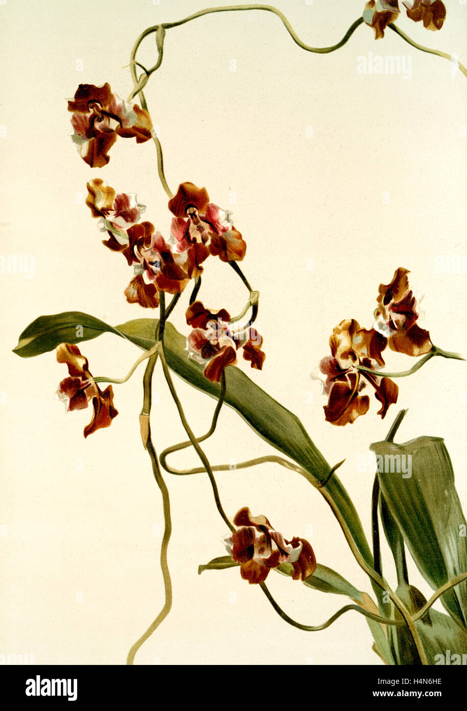 Oncidium superbiens, Sander, F. (Frederick), 1847-1920, Author, Leutzsch, Gustav, Lithographer Stock Photo