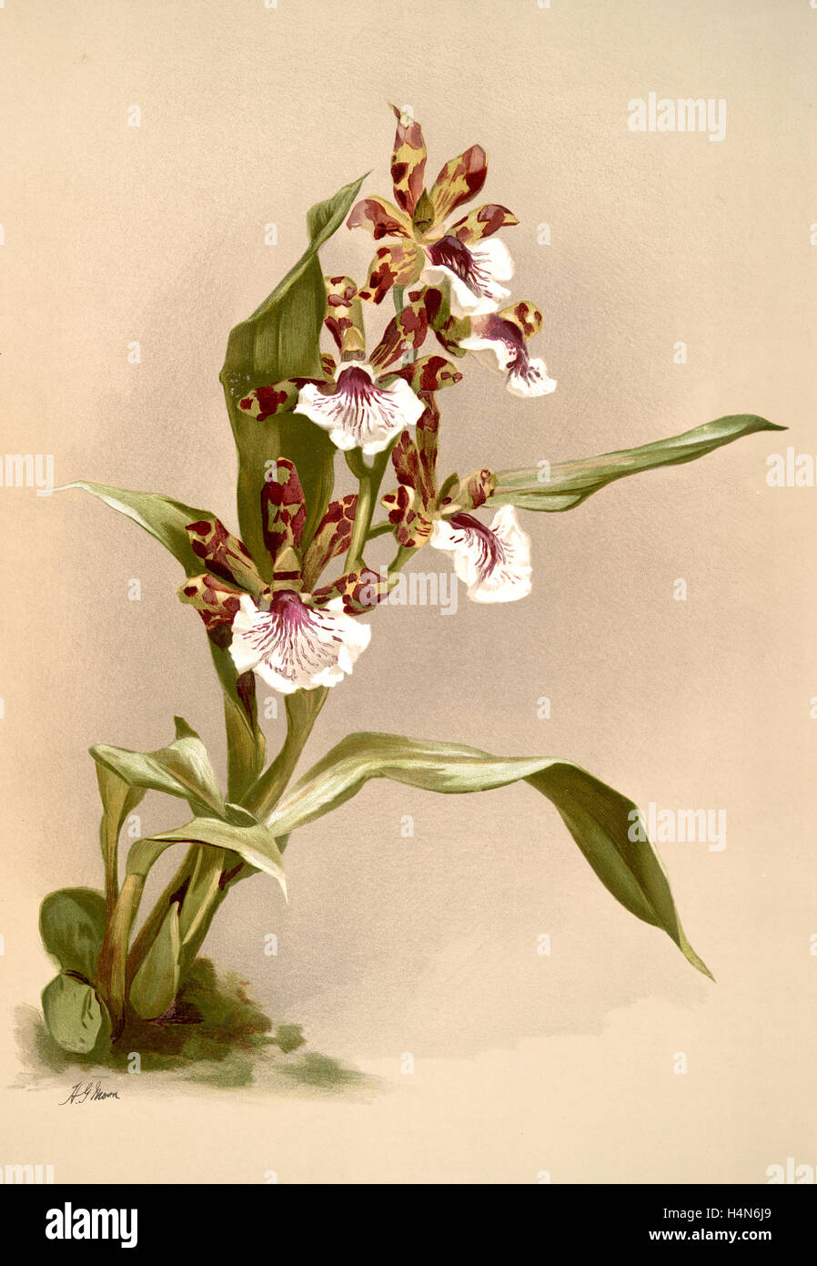 Zygopetalum crinitum, Sander, F. (Frederick), 1847-1920, Mansell, Joseph, Lithographer, Moon, H. G Stock Photo