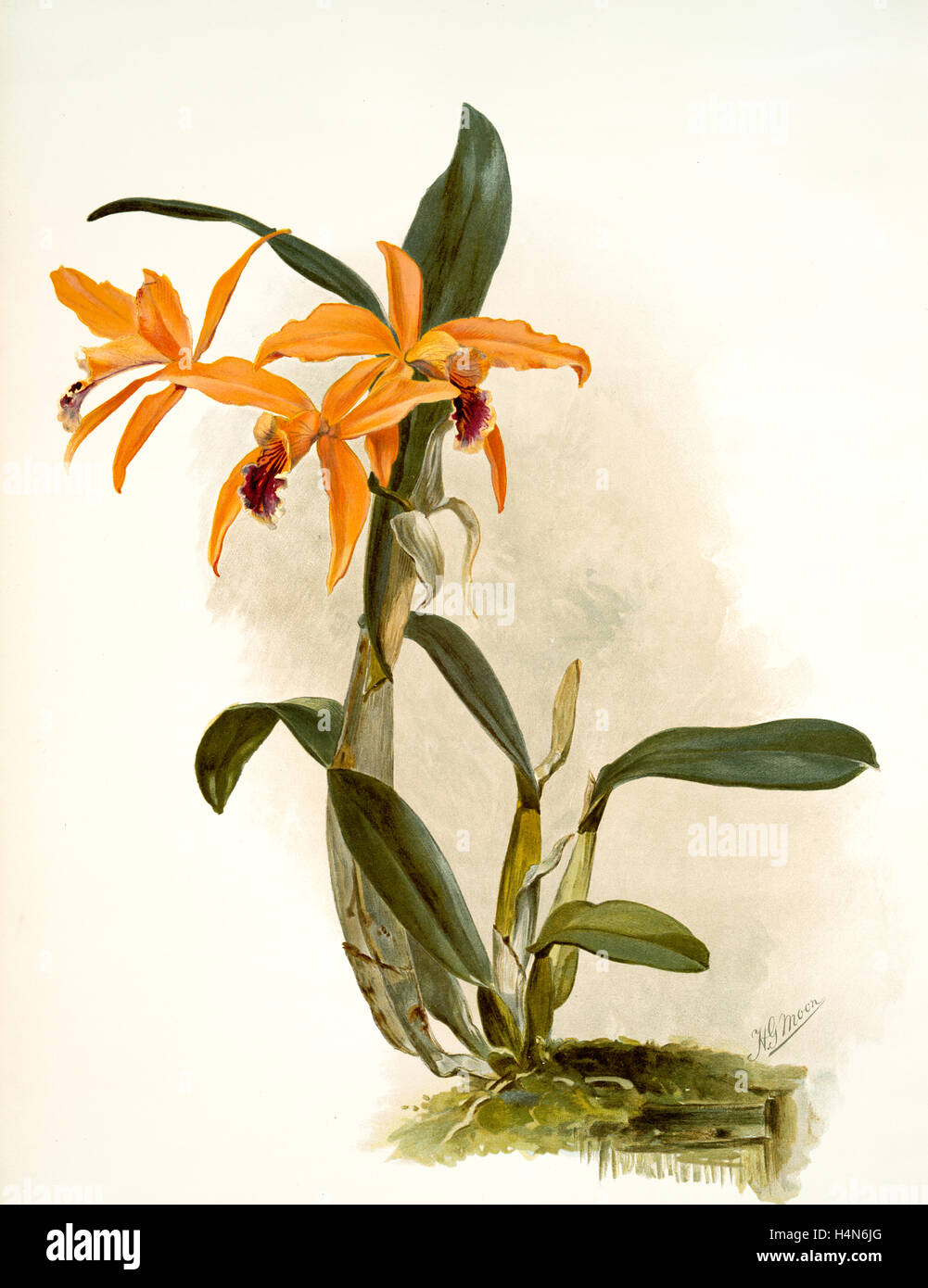 Laelio-cattleya (hybrida) phoebe, Sander, F. (Frederick), 1847-1920, Leutzsch, Gustav, Lithographer, Moon, H. G, Artist Stock Photo