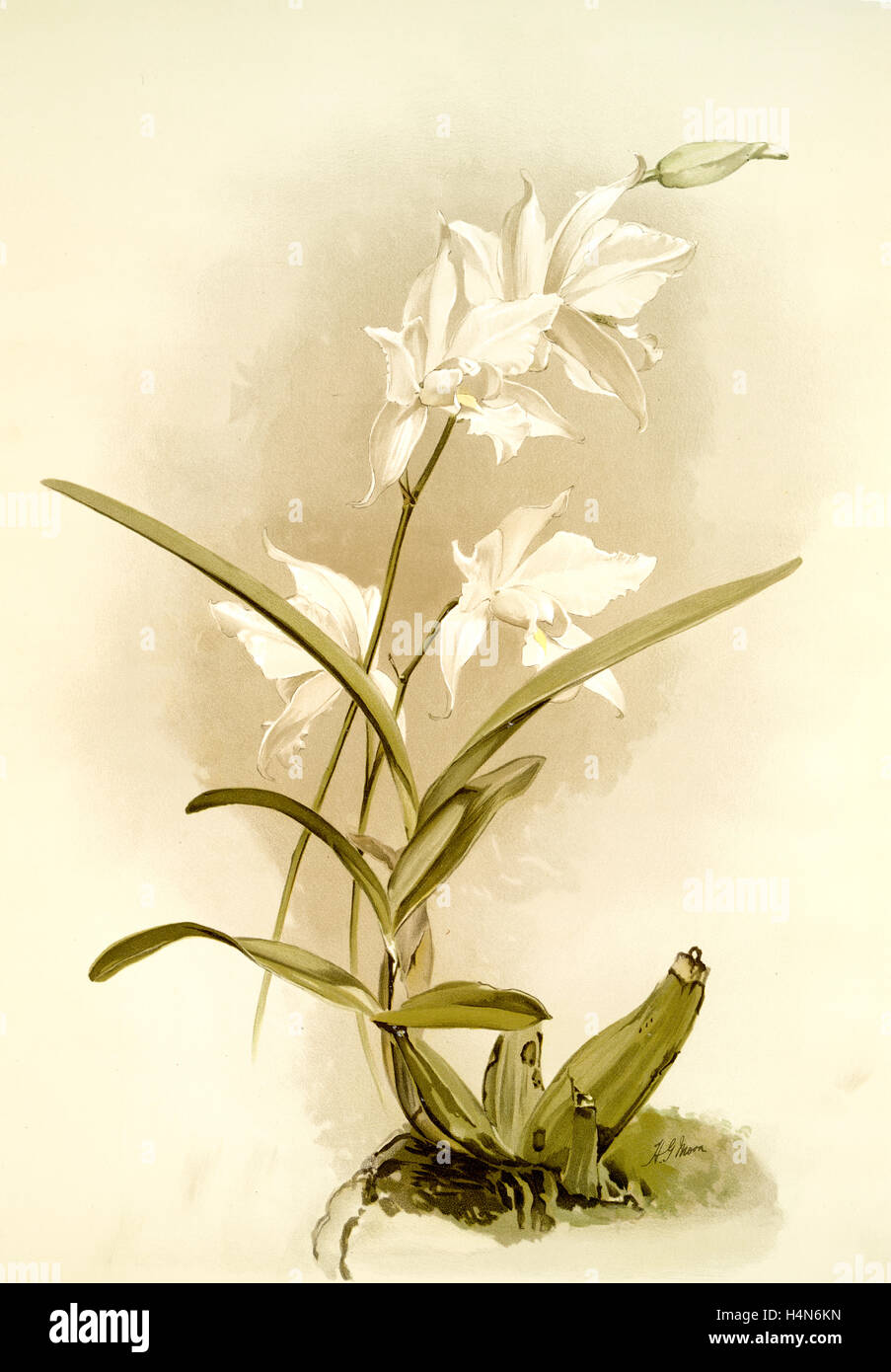 Laelia autumnalis alba, Sander, F. (Frederick), 1847-1920, Mansell, Joseph, Lithographer, Moon, H. G Stock Photo