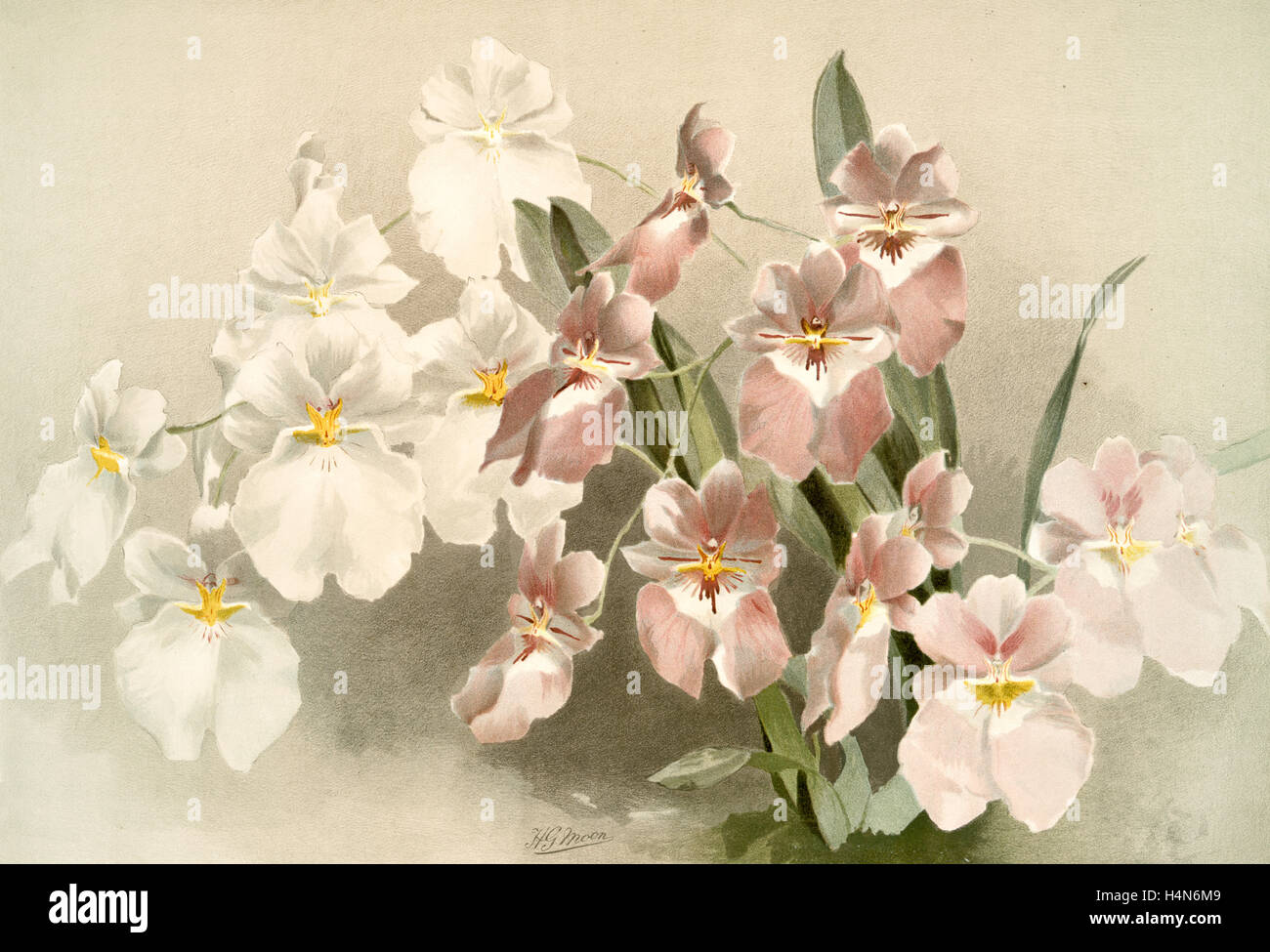 Odontoglossum vexillarium, Sander, F. (Frederick), 1847-1920, Leutzsch, Gustav, Lithographer, Moon, H. G, Artist Stock Photo