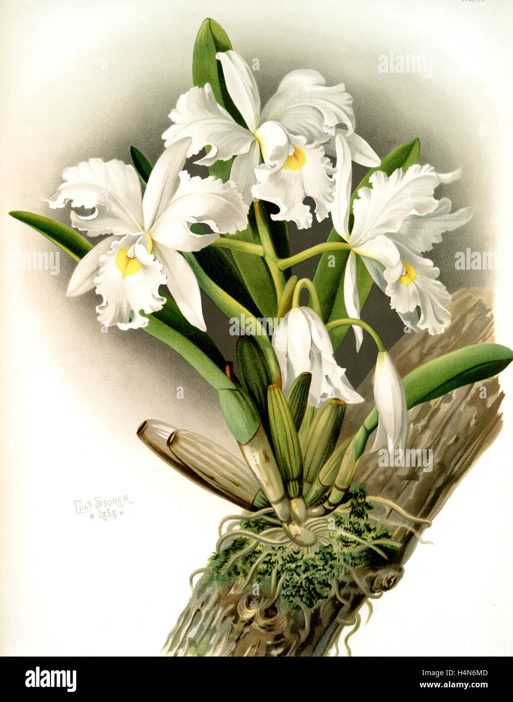 Cattleya rochellensis, Sander, F. (Frederick), 1847-1920, Author, Storer, Charles, Artist, Leutzsch, Gustav, Lithographer Stock Photo