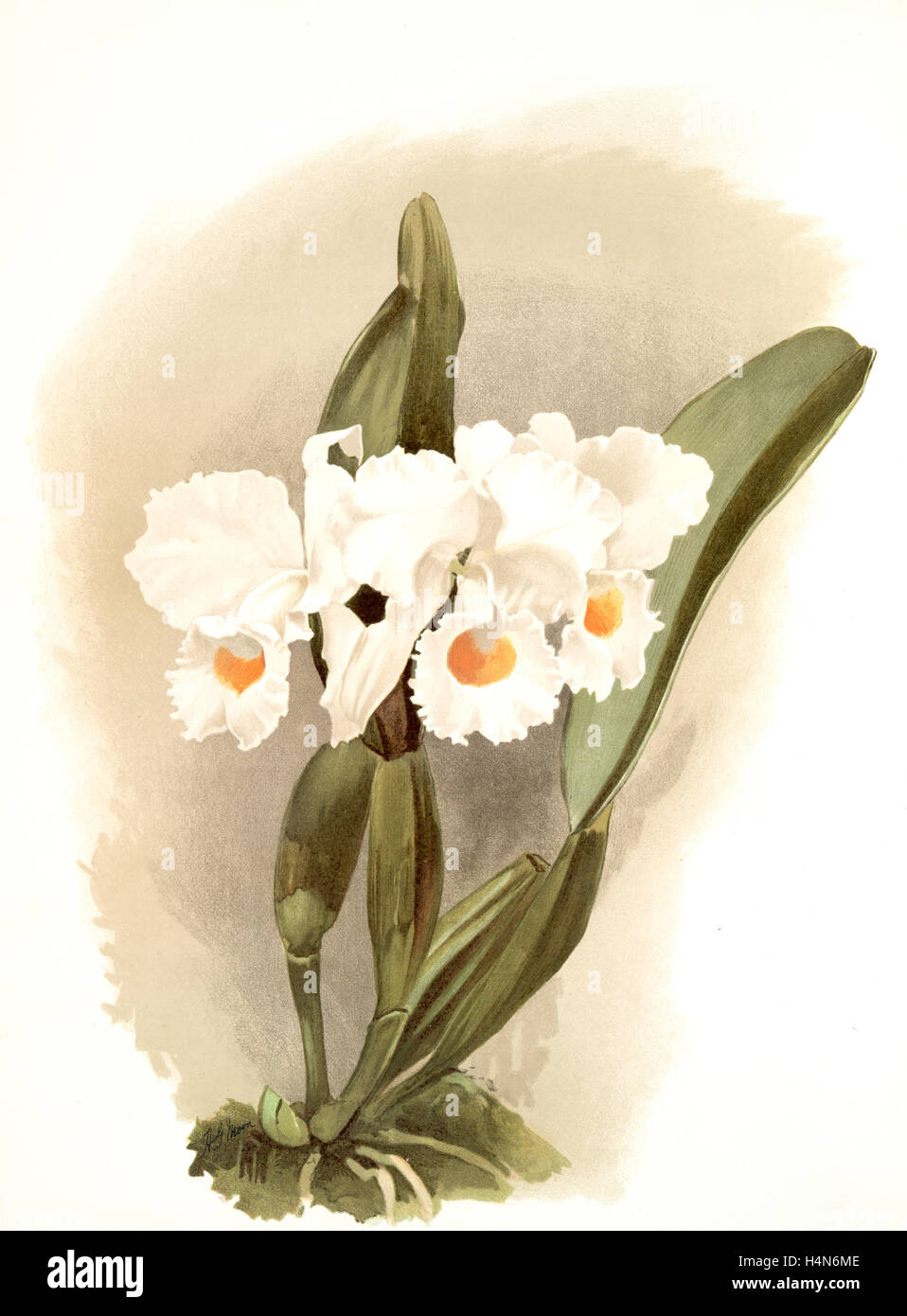 Cattleya schroederoe alba, Sander, F. (Frederick), 1847-1920, Mansell, Joseph, Lithographer, Moon, H. G Stock Photo