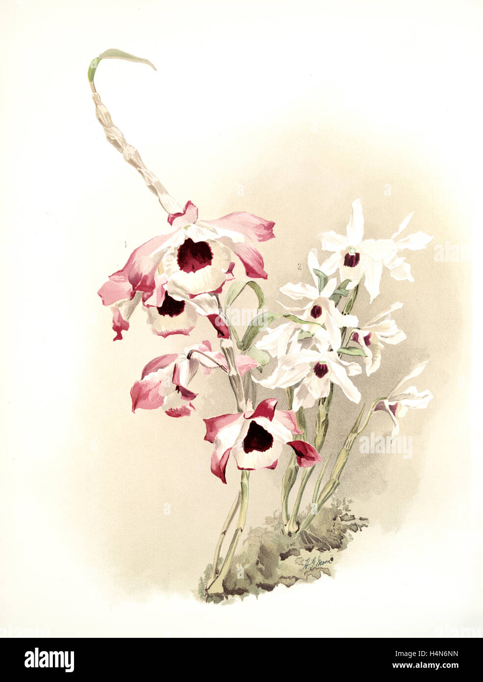 Dendrobium (hybridum) venus; Dendrobium (hybridum) cassiope, Sander, F. (Frederick), 1847-1920, Mansell, Joseph, Lithographer Stock Photo