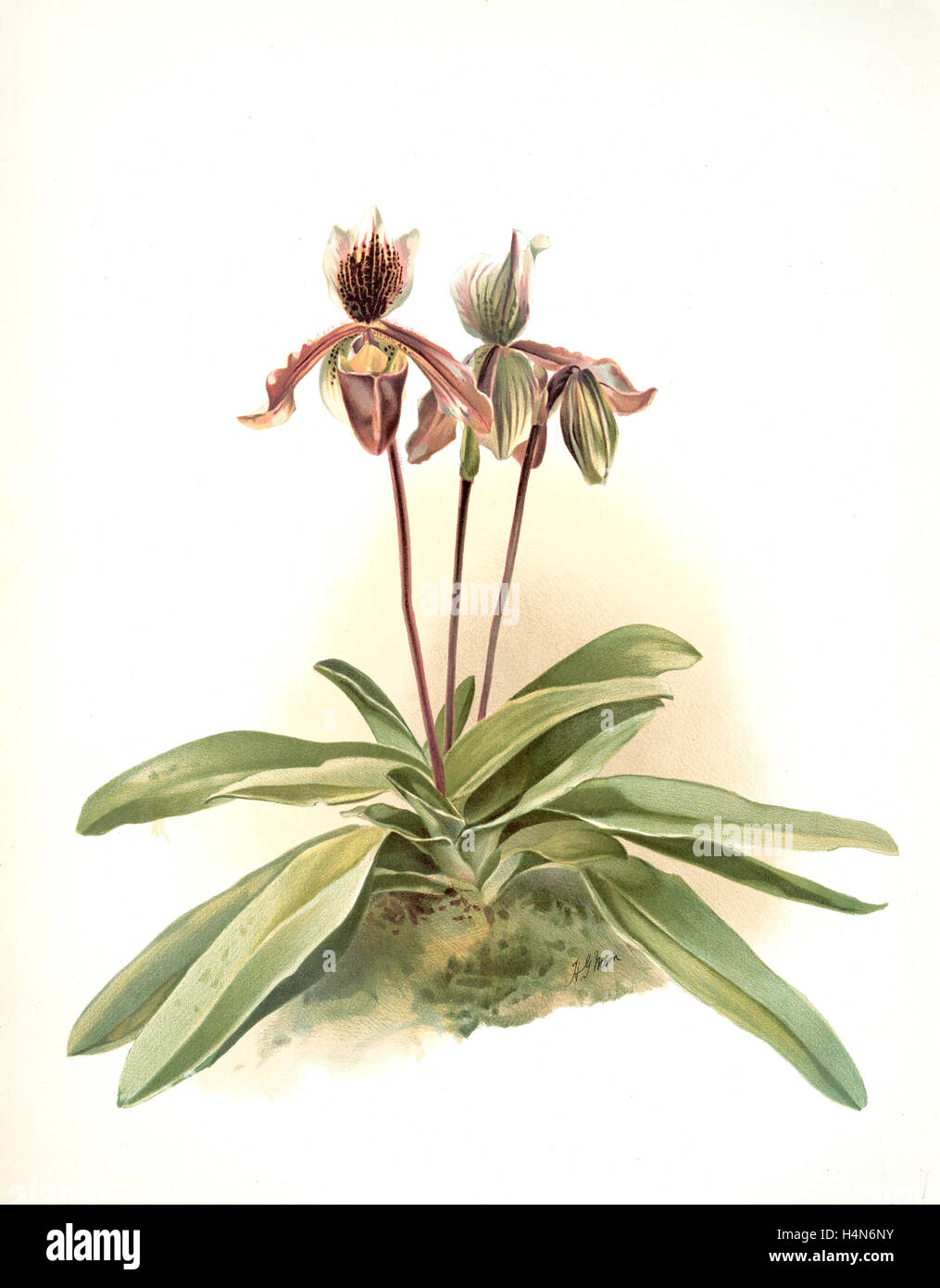 Cypripedium oenanthum superbum, Sander, F. (Frederick), 1847-1920, Mansell, Joseph, Lithographer, Moon, H. G Stock Photo