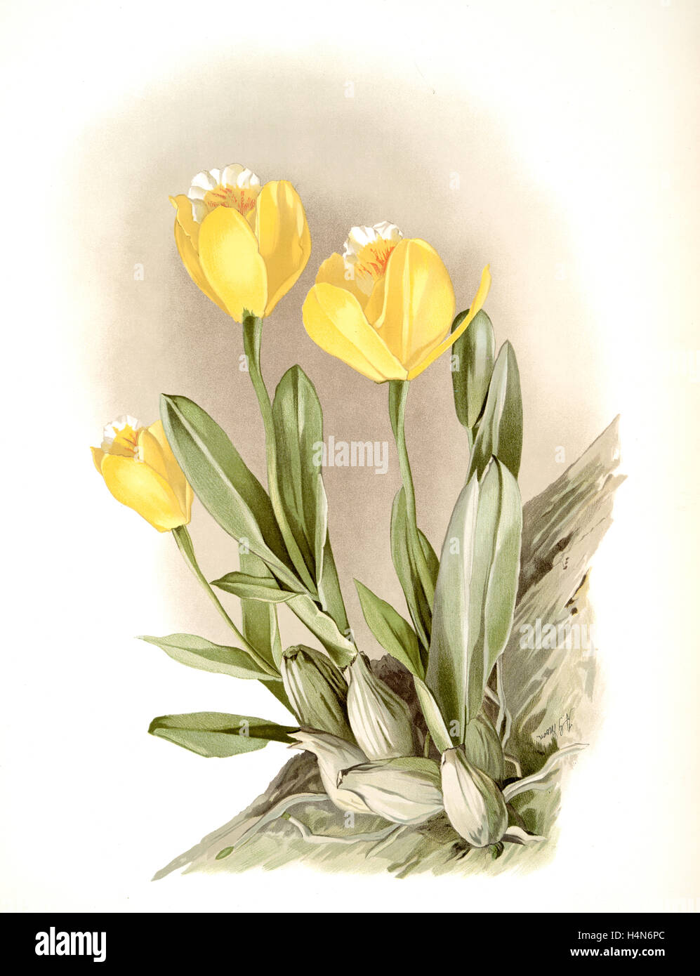 Cattleya citrina, Sander, F. (Frederick), 1847-1920, Mansell, Joseph, Lithographer, Moon, H. G Stock Photo