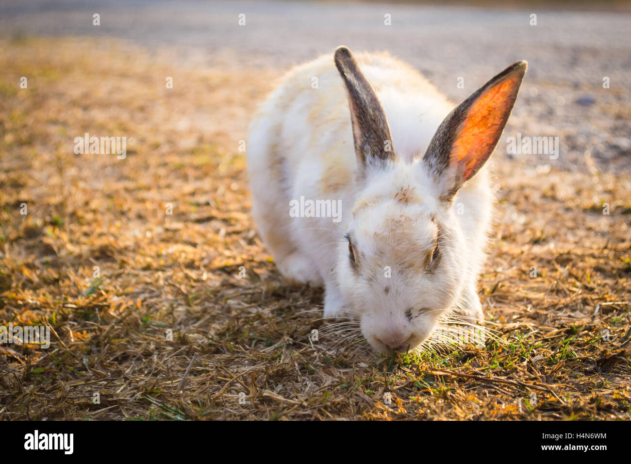 Rabbit eating grass Stock Photo Alamy