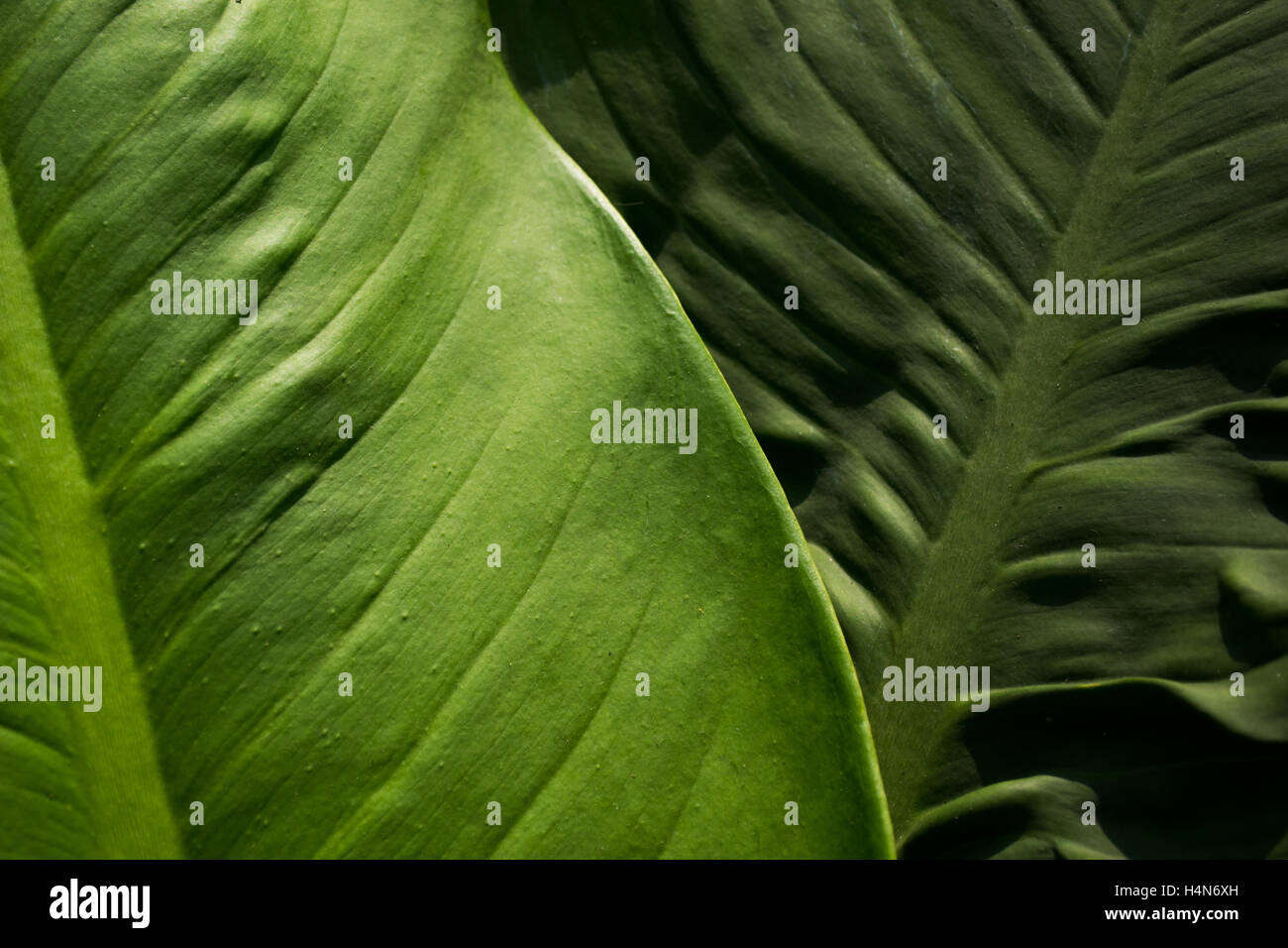 Green art leaf leaves hi-res stock photography and images - Alamy