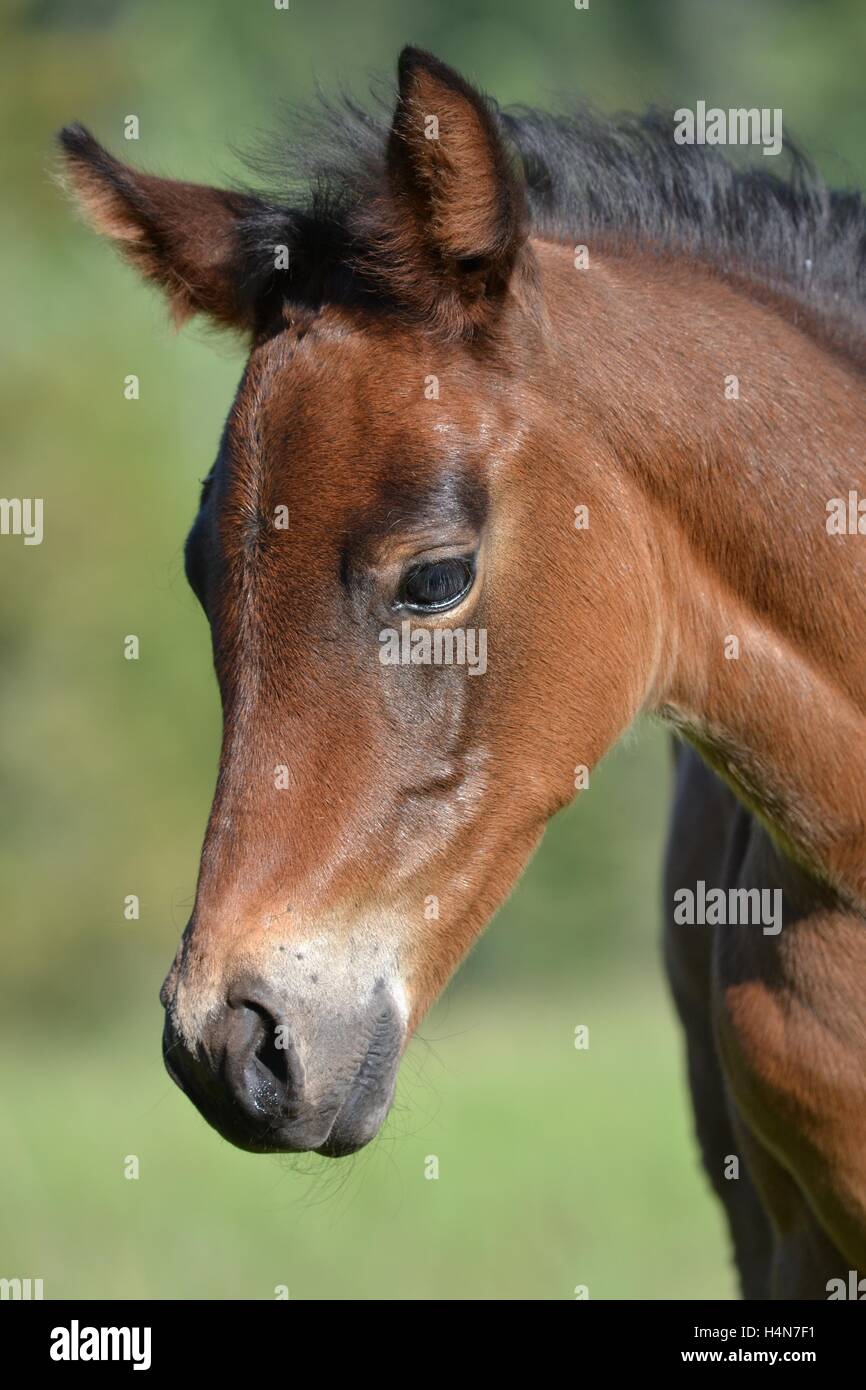 Bay Foal Stock Photo