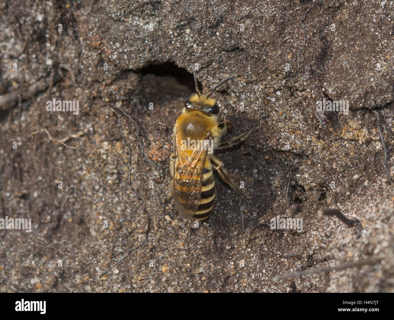 Yellow-legged mining bee (Andrena flavipes) and burrow in sand bank in Surrey heathland site in England Stock Photo