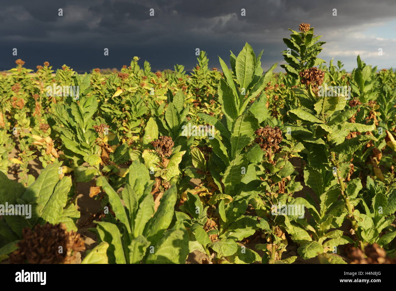 tobacco in greek Tobacco plants in a field in Thrace, Greece Stock Photo