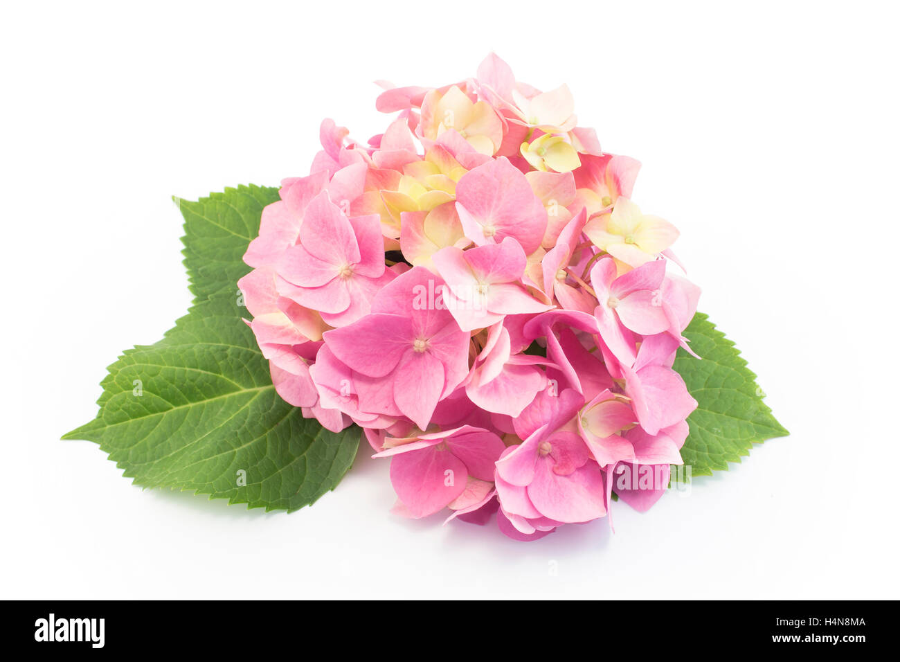 Hydrangea Flowers Isolated on White Stock Photo - Alamy