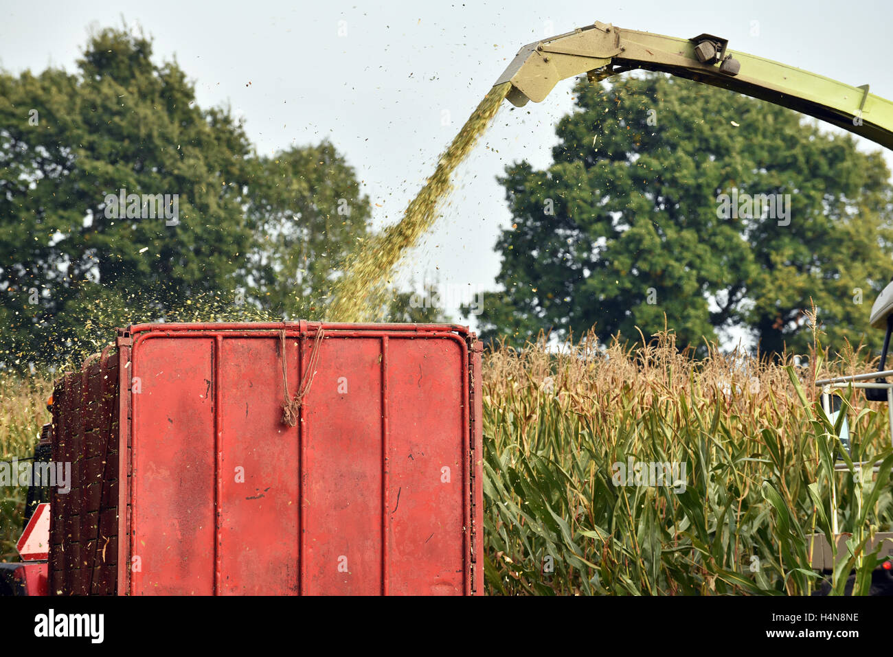 Detail of a forage harvester busy harvesting cultivated fodder maize plants in the autumn season. Stock Photo