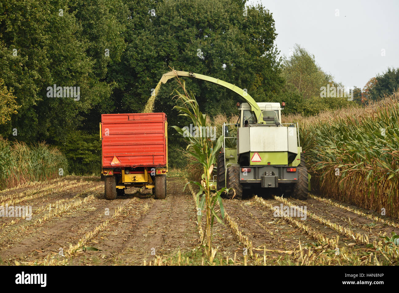 A forage harvester is busy harvesting cultivated fodder maize plants in the autumn season. Stock Photo