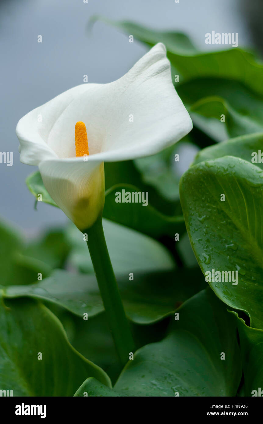 Calla flower with green leaves and water drops on out of focus white and blue background Stock Photo