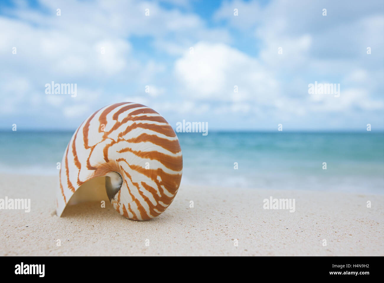 nautilus shell on white beach sand, against sea waves, shallow dof, soft  focus Stock Photo - Alamy