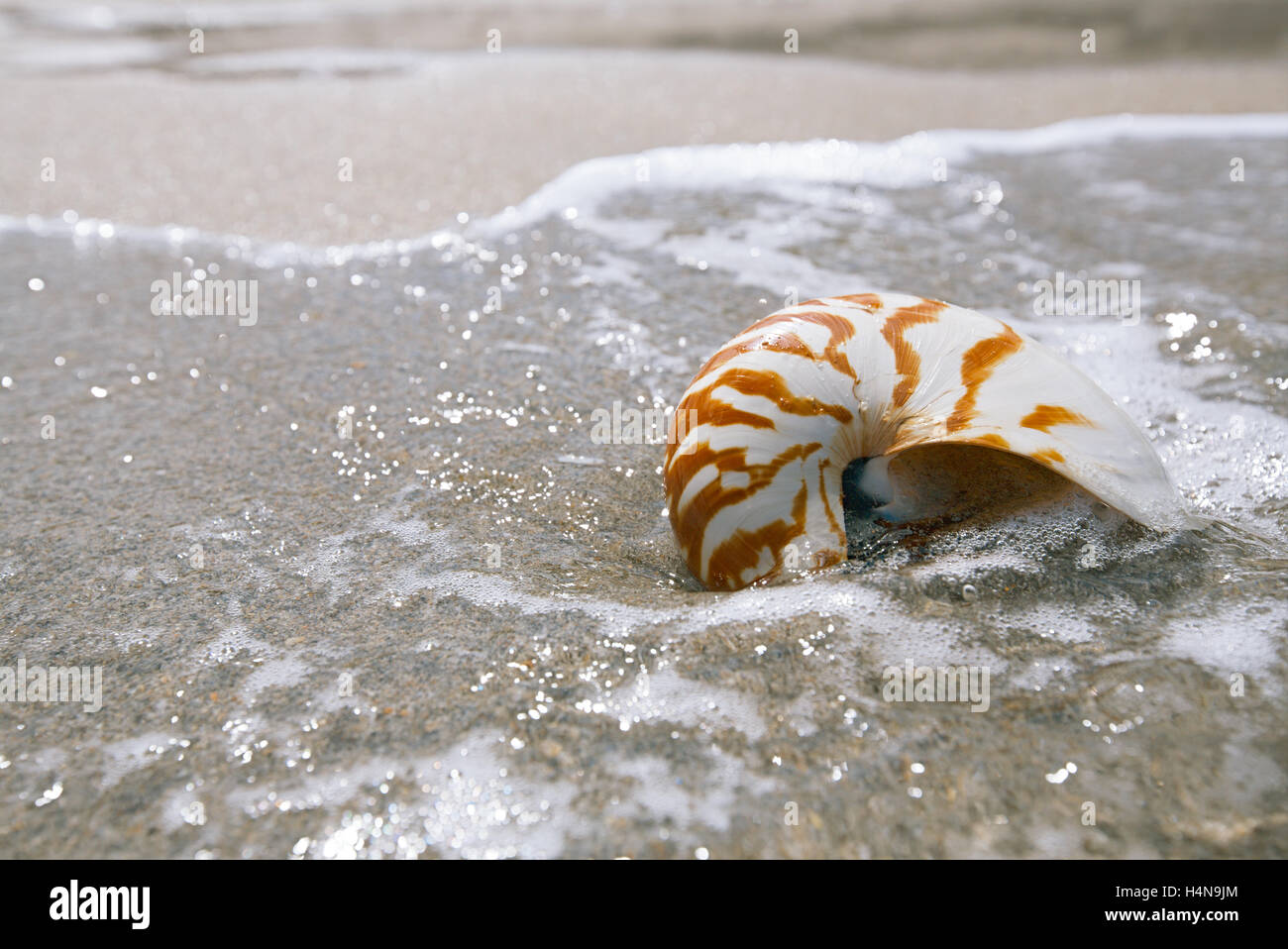 nautilus shell on white Florida beach sand under sun light, shallow dof ...