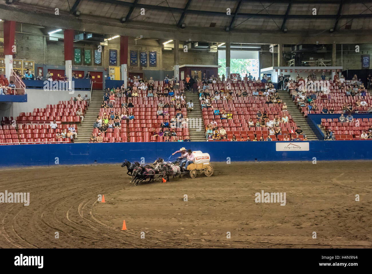 Close race, chuck wagons with miniature horses driven by children