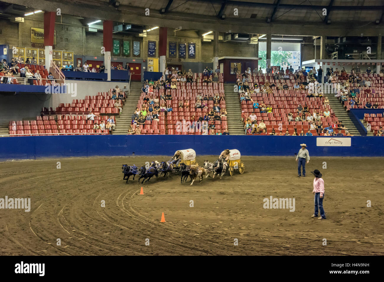 Children racing chuck wagons with miniature horses, Pacific National Exhibition, Vancouver, Canada Stock Photo