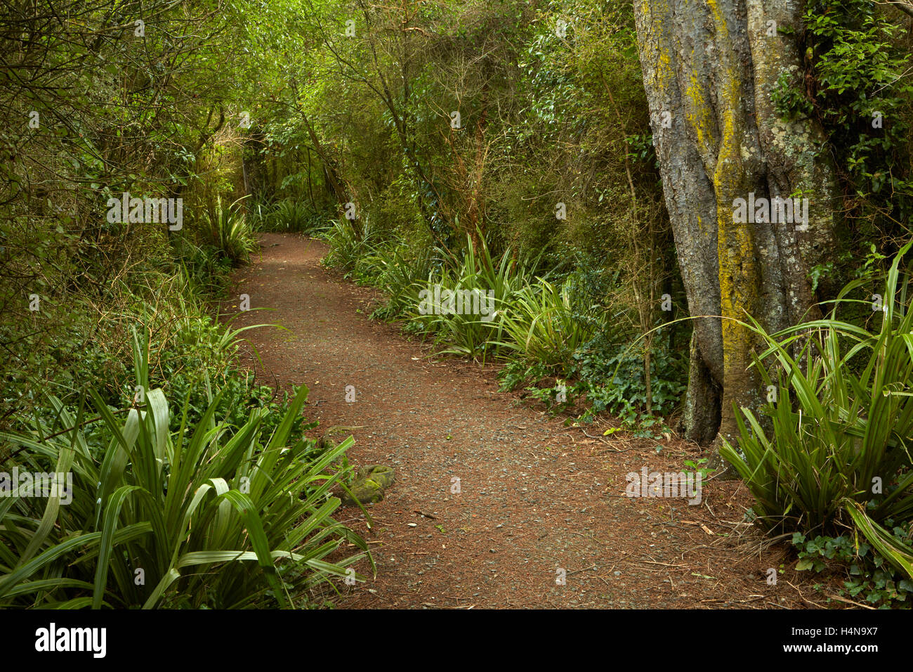 Walking track through remnant forest in Thompsons Bush, Invercargill, Southland, South Island