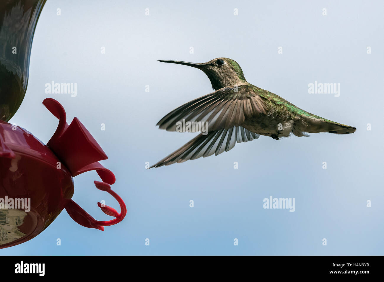 Female Anna's hummingbird at feeder, Vancouver, British Columbia Stock