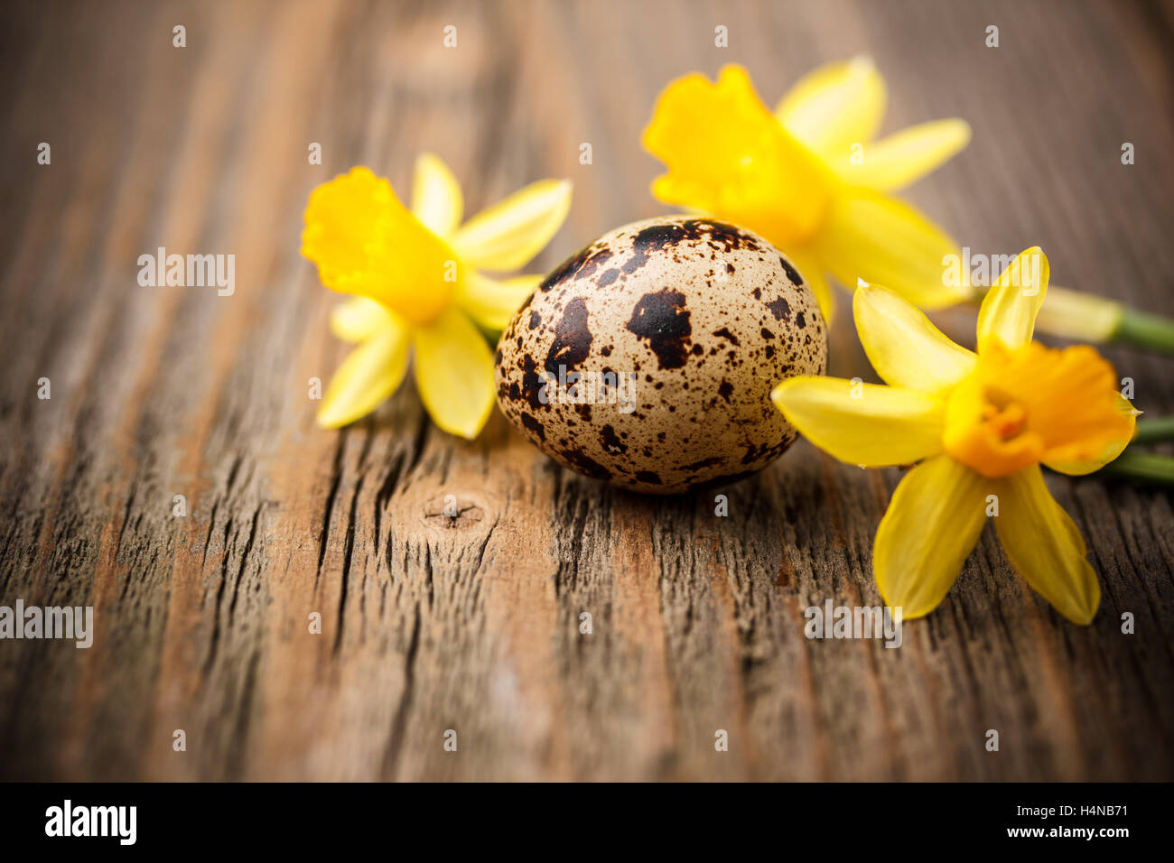 Quail egg with flowers on rustic wooden background Stock Photo