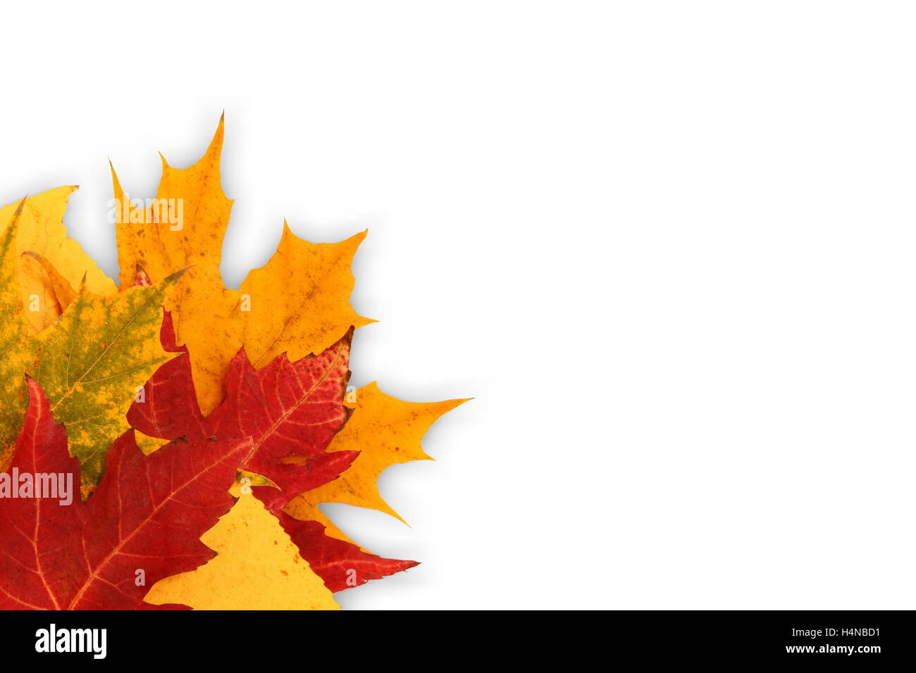 photo of various autumn leaves isolated on white background Stock Photo ...