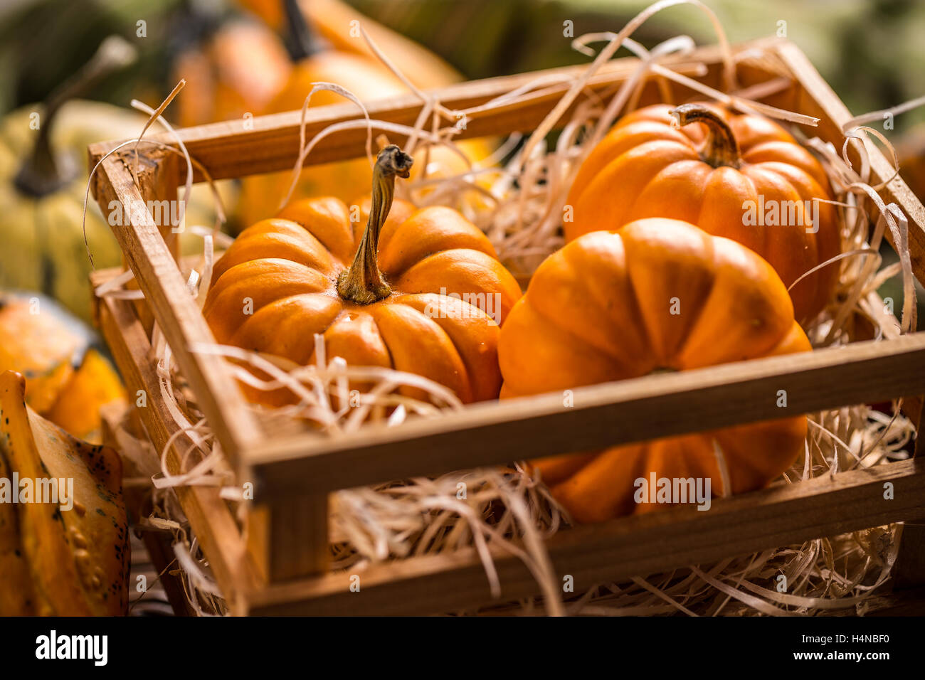 Ornamental pumpkins hires stock photography and images Alamy
