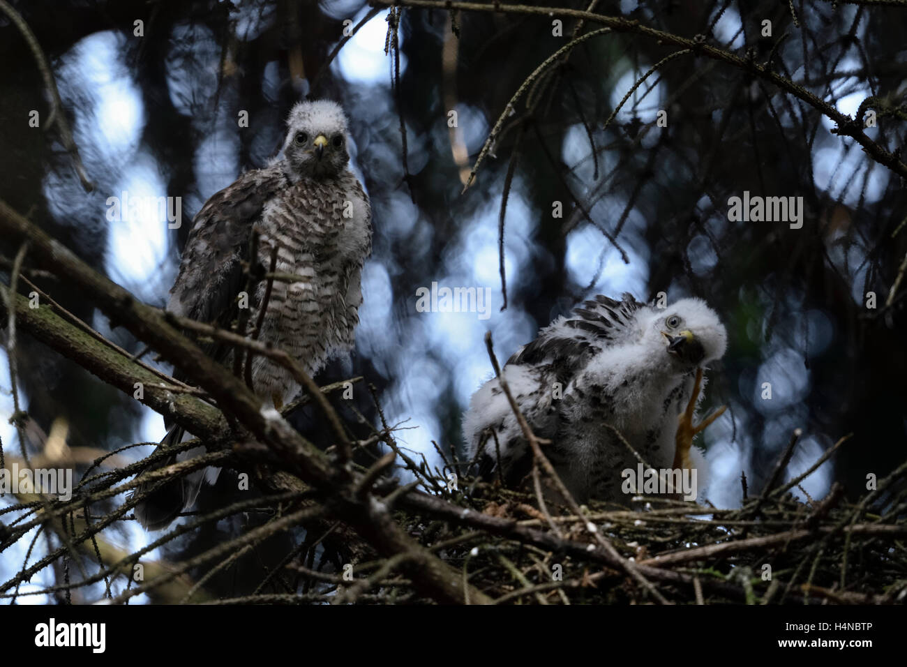 Sparrowhawks ( Accipiter nisus ), fledglings on their nest, sitting next to each other, scratching its head, funny situation. Stock Photo