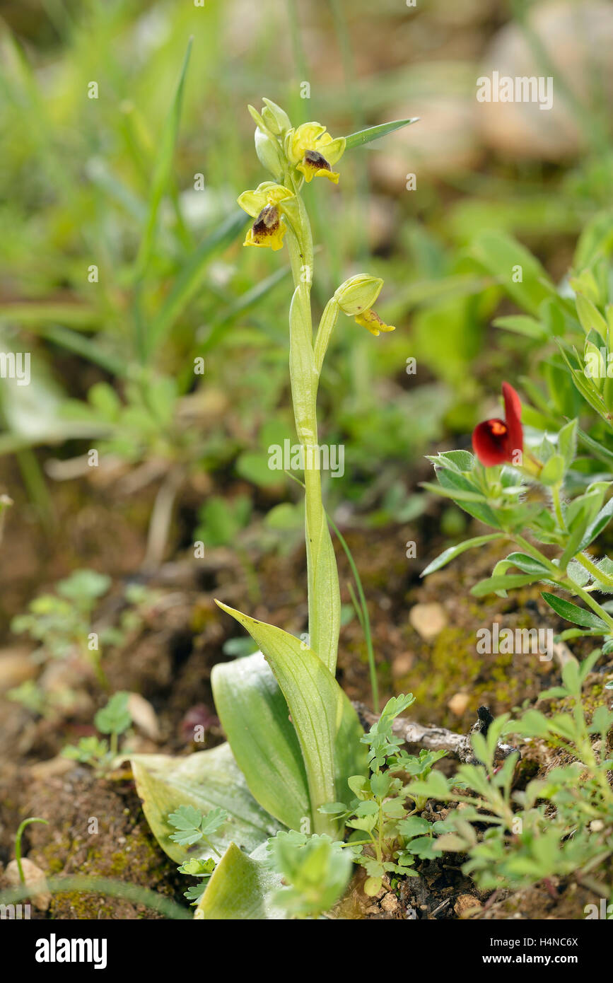 Ophrys lutea galilaea Subspecies of Yellow Bee Orchid from Cyprus Whole plant with Asparagus Pea - Lotus tetragonolobus Stock Photo