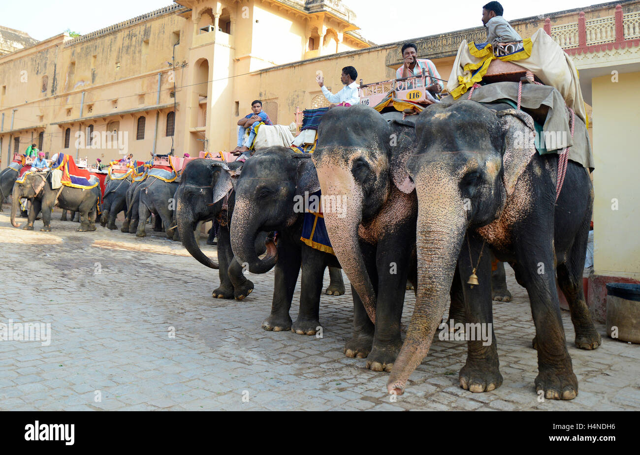 Mahout riding decorated Indian elephant at Amber fort,Jaipur,Rajasthan,India Stock Photo