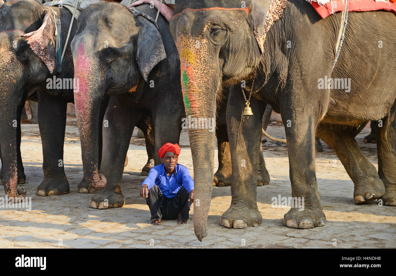Mahout riding decorated Indian elephant at Amber fort,Jaipur,Rajasthan ...