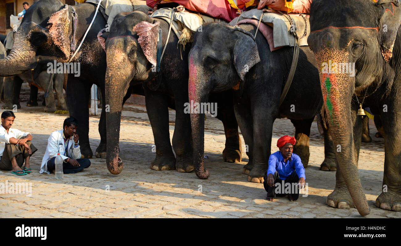 Mahout riding decorated Indian elephant at Amber fort,Jaipur,Rajasthan ...