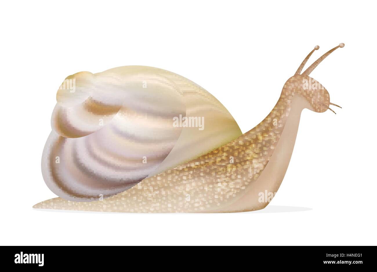 snail on a white background Stock Vector Image & Art - Alamy