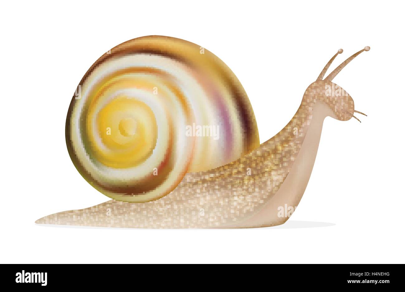 snail on a white background Stock Vector Image & Art - Alamy