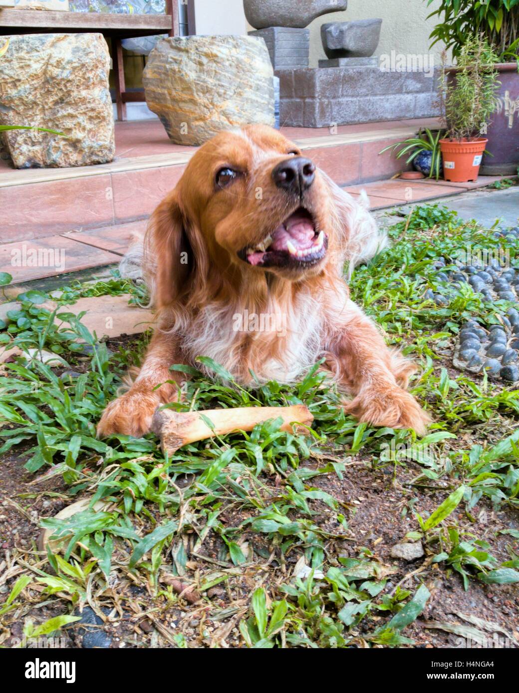 A Patient Dog Eats The Fattest Bone Meaning