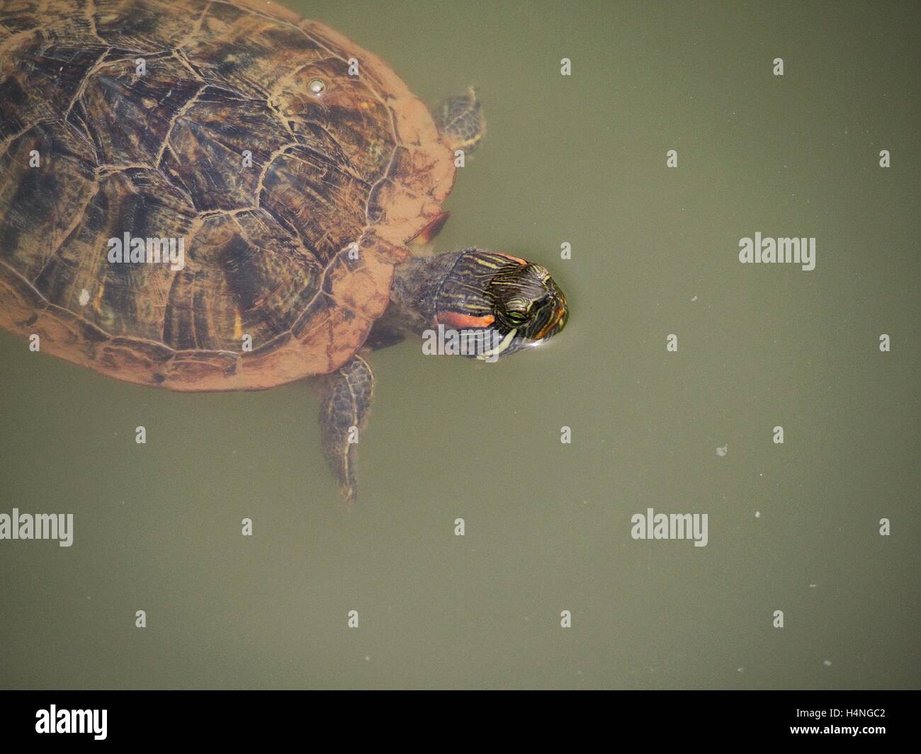 Tortoise swimming in a pond Stock Photo - Alamy